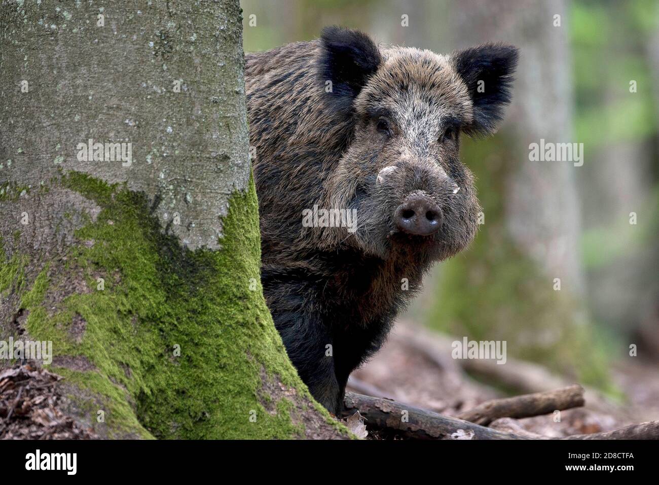 wild boar, pig, wild boar (Sus scrofa), wild sow peering behind a tree, front view, Germany, Black Forest Stock Photo