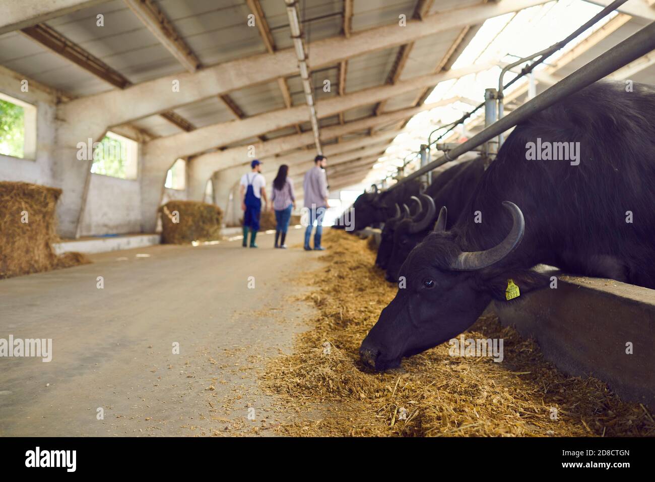 Italian Mediterranean buffaloes eat hay while people walk near them on the farm. Stock Photo