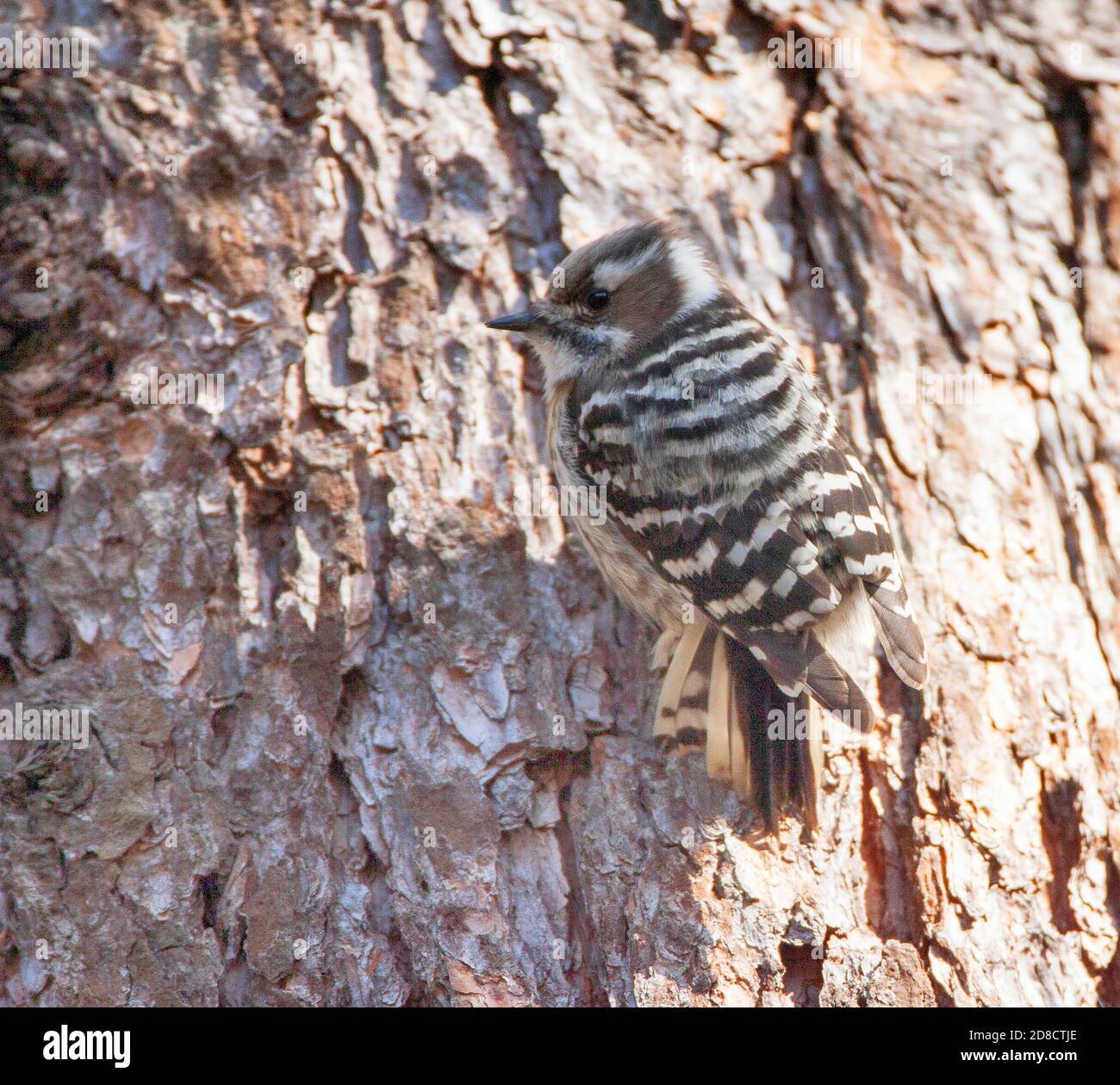 Japanese Pygmy Woodpecker (Yungipicus kizuki), sits at a tree trunk, Japan Stock Photo
