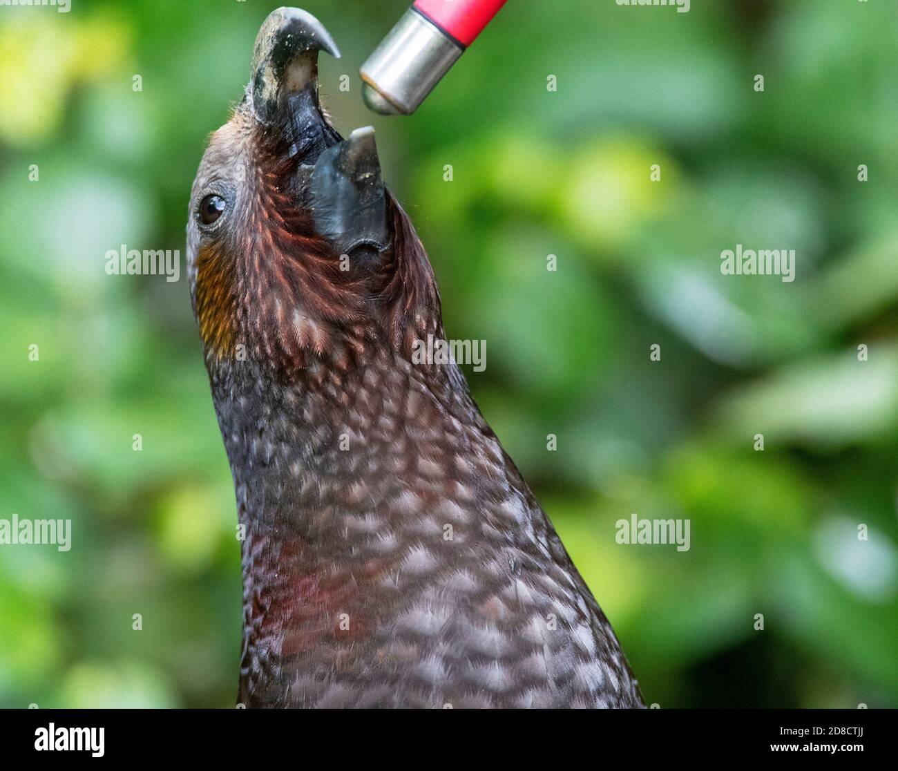 North island kaka (Nestor meridionalis septentrionalis), drinking from