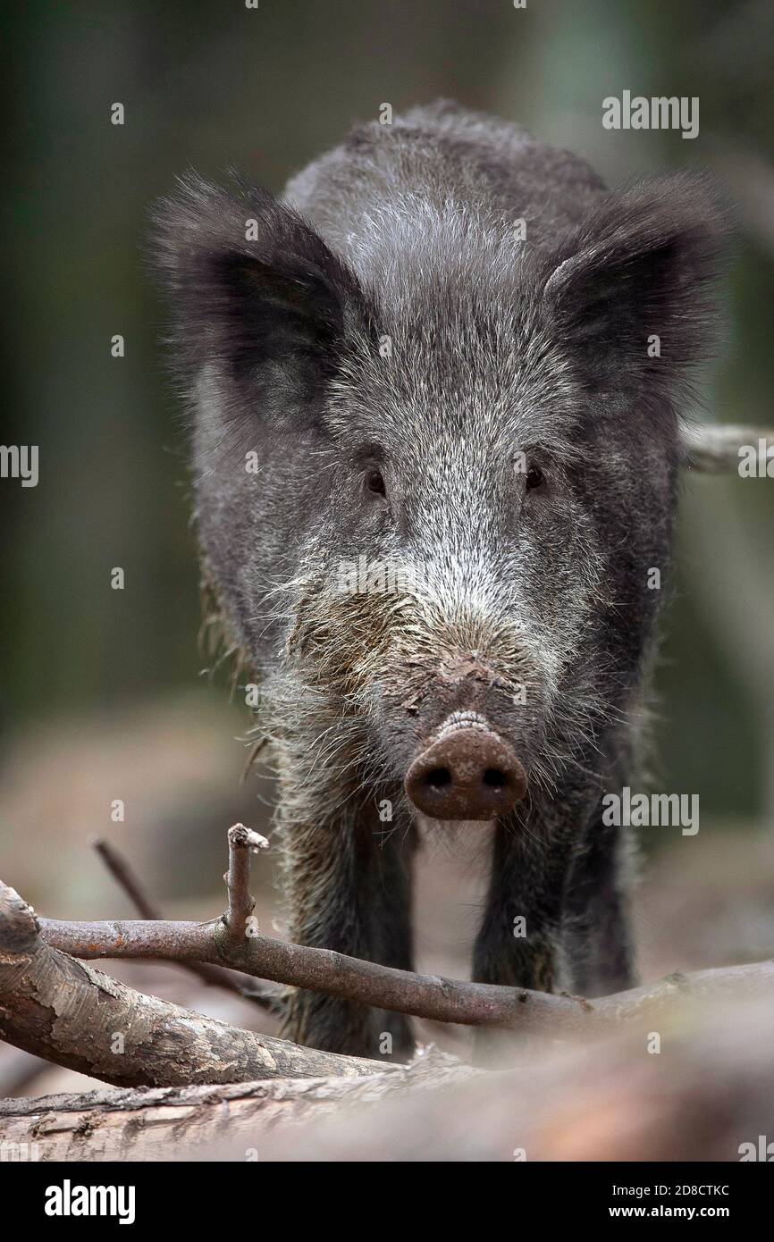 wild boar, pig, wild boar (Sus scrofa), wild sow in a forest, front view, Germany, Black Forest Stock Photo