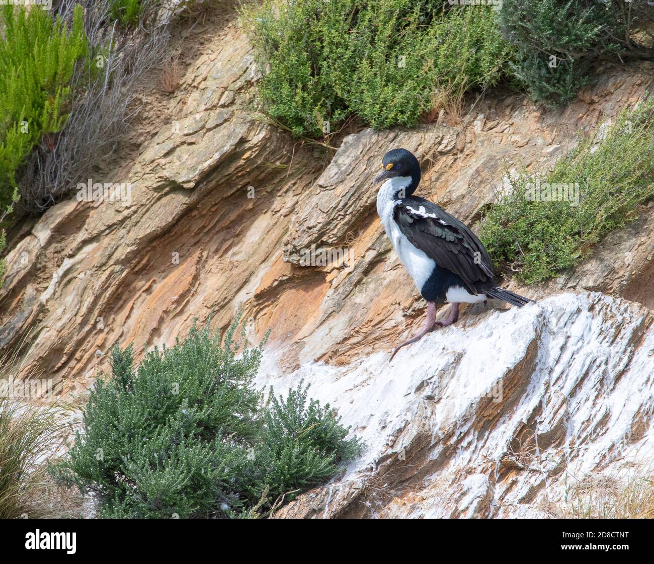 rough-faced cormorant, New Zealand king shag, king shag, kawau (Leucocarbo carunculatus, Phalacrocorax carunculatus), perching at the cliff of the Stock Photo