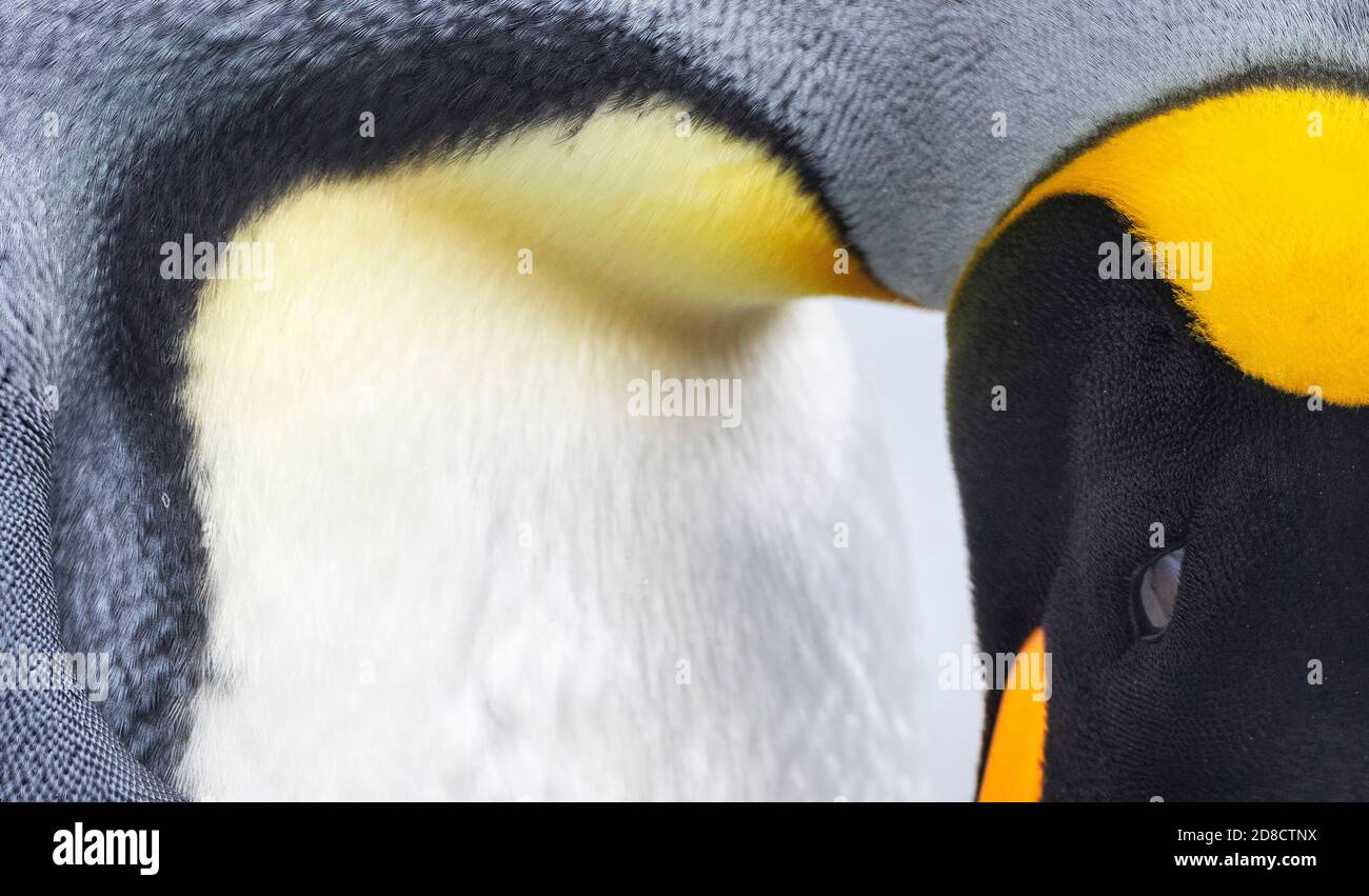 king penguin (Aptenodytes halli, Aptenodytes patagonicus halli), extreme closeup of an adult showing part of head and body, Australia, Tasmania, Stock Photo