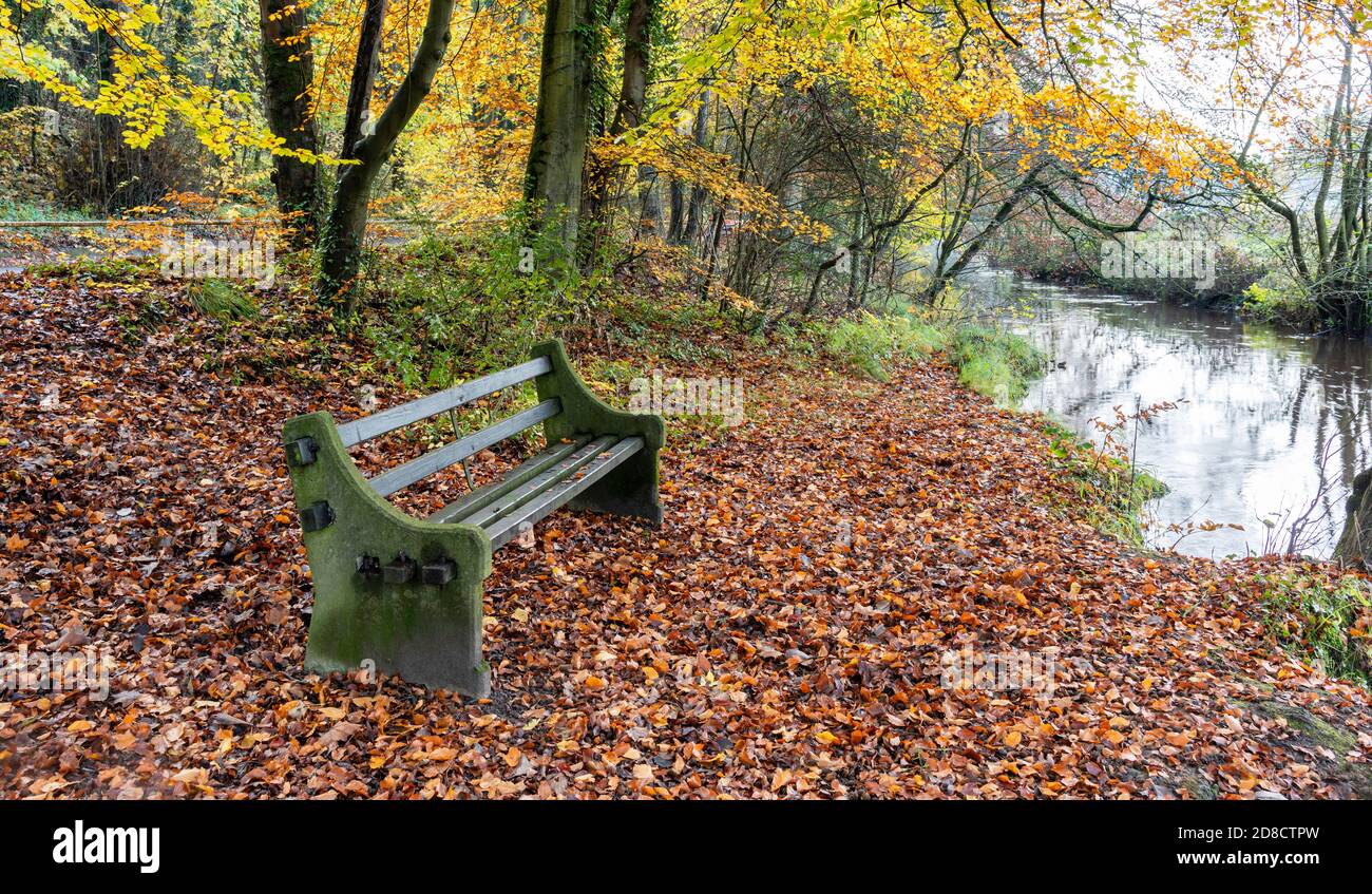 Autumn leaves in Pickering's Castle Hill Woods Stock Photo