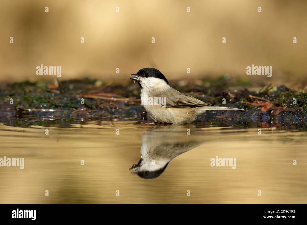 Marsh tit (Poecile palustris, Parus palustris), drinking at the waterside, mirror imaging, Netherlands Stock Photo