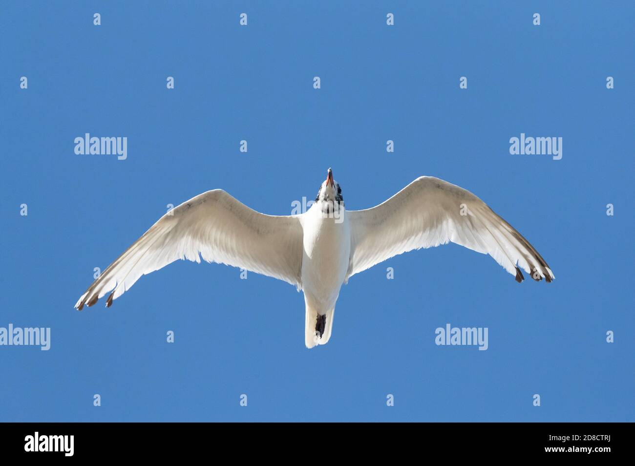 mediterranean gull (Ichthyaetus melanocephalus, Larus melanocephalus