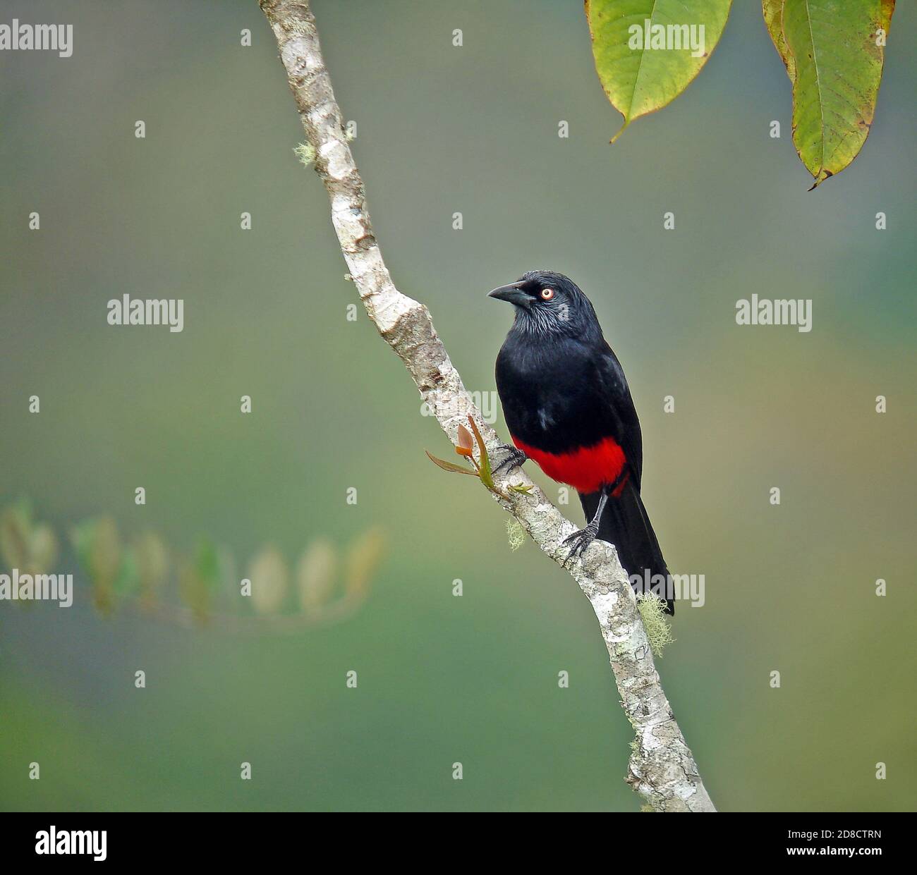 red-bellied grackle (Hypopyrrhus pyrohypogaster), perched in montane rainforest, Colombia Stock Photo