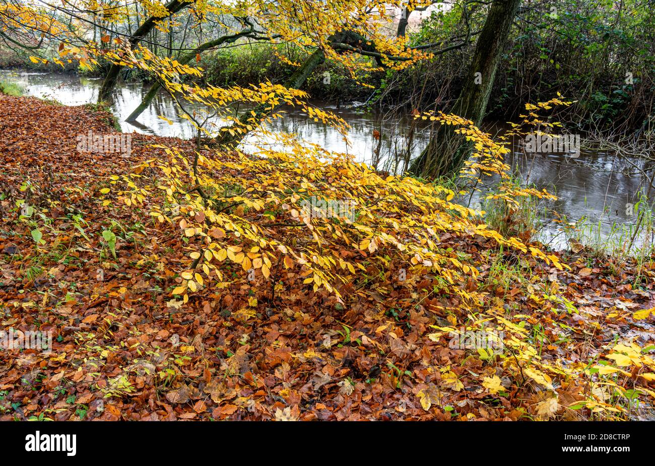 Autumn leaves in Pickering's Castle Hill Woods Stock Photo