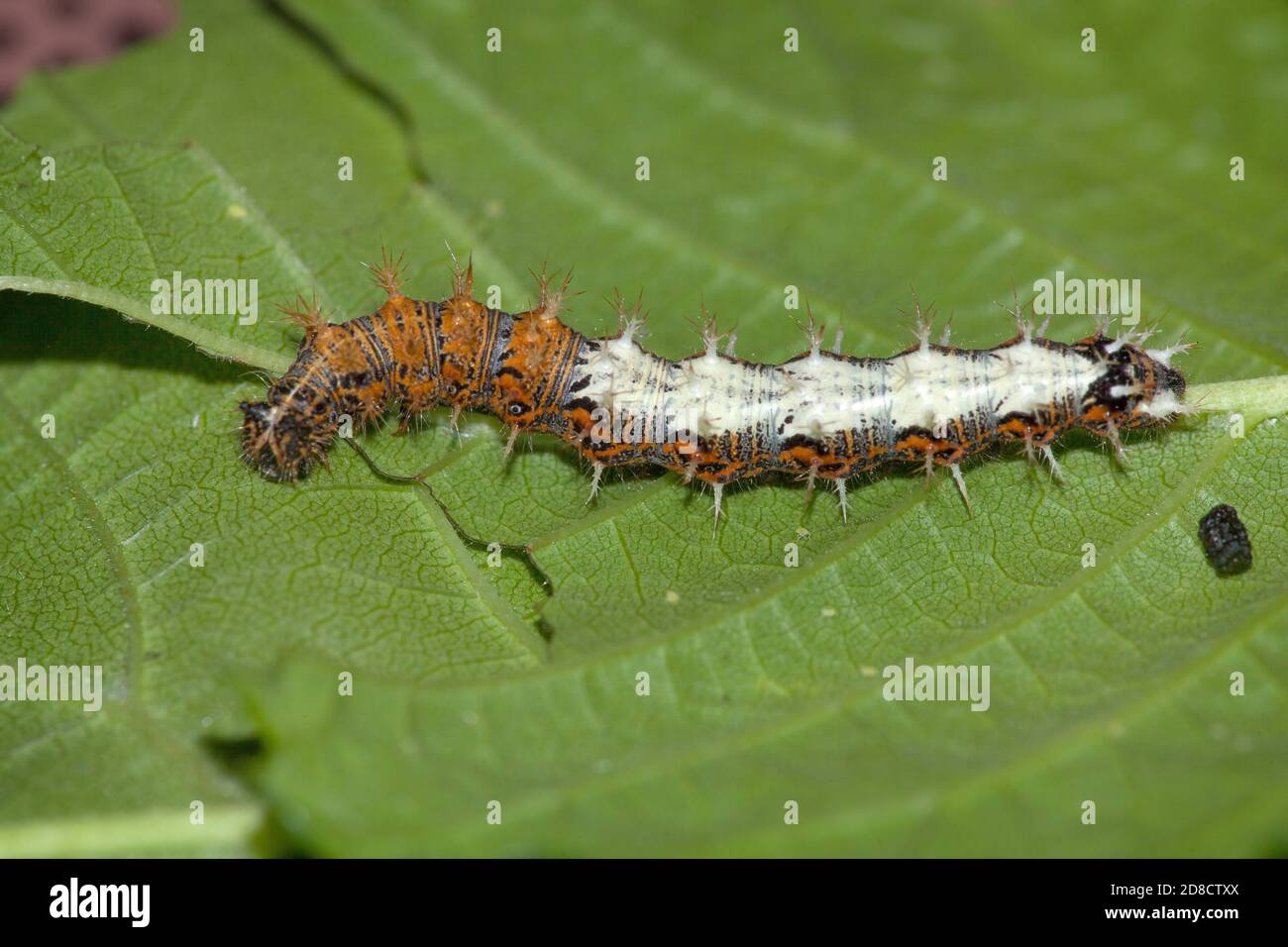 comma (Polygonia c-album, Comma c-album, Nymphalis c-album), caterpillar on a leaf, Germany Stock Photo