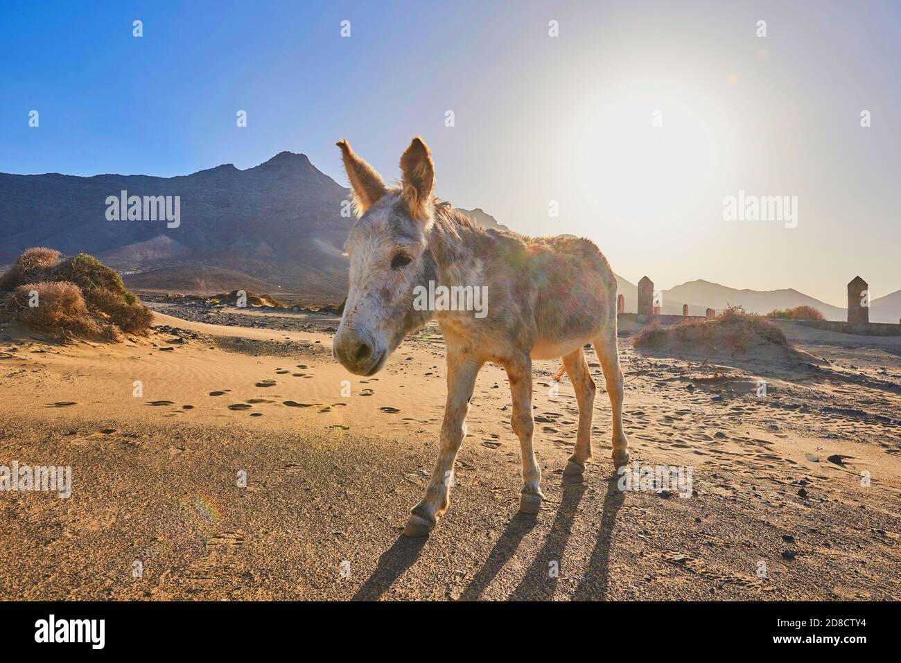Domestic donkey (Equus asinus asinus), standing on the beach, abandoned cemetery of Cofete in the background, Canary Islands, Fuerteventura, Playa de Stock Photo