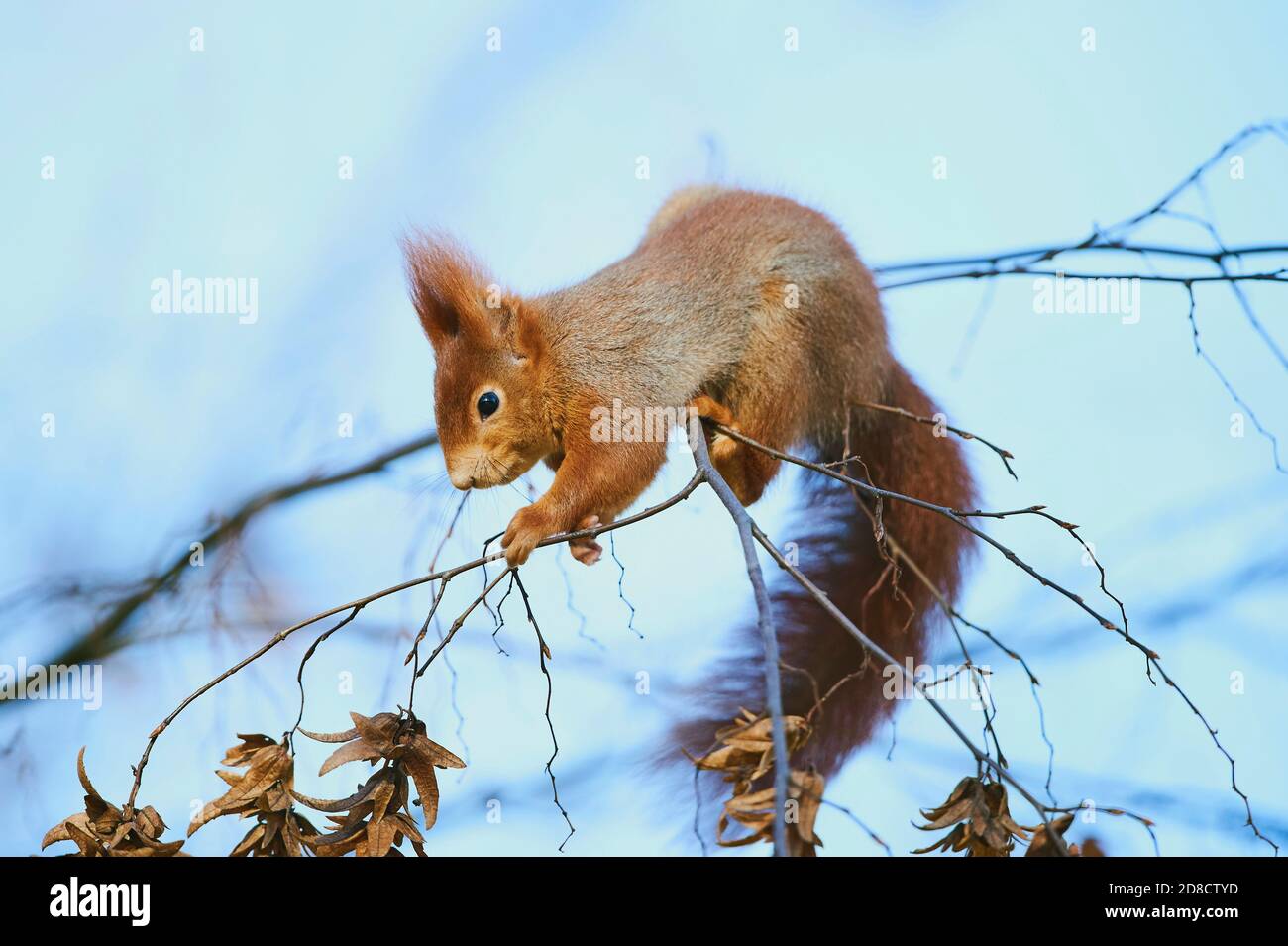 European red squirrel, Eurasian red squirrel (Sciurus vulgaris), climbing on a branch in winter, side view, Germany, Bavaria Stock Photo