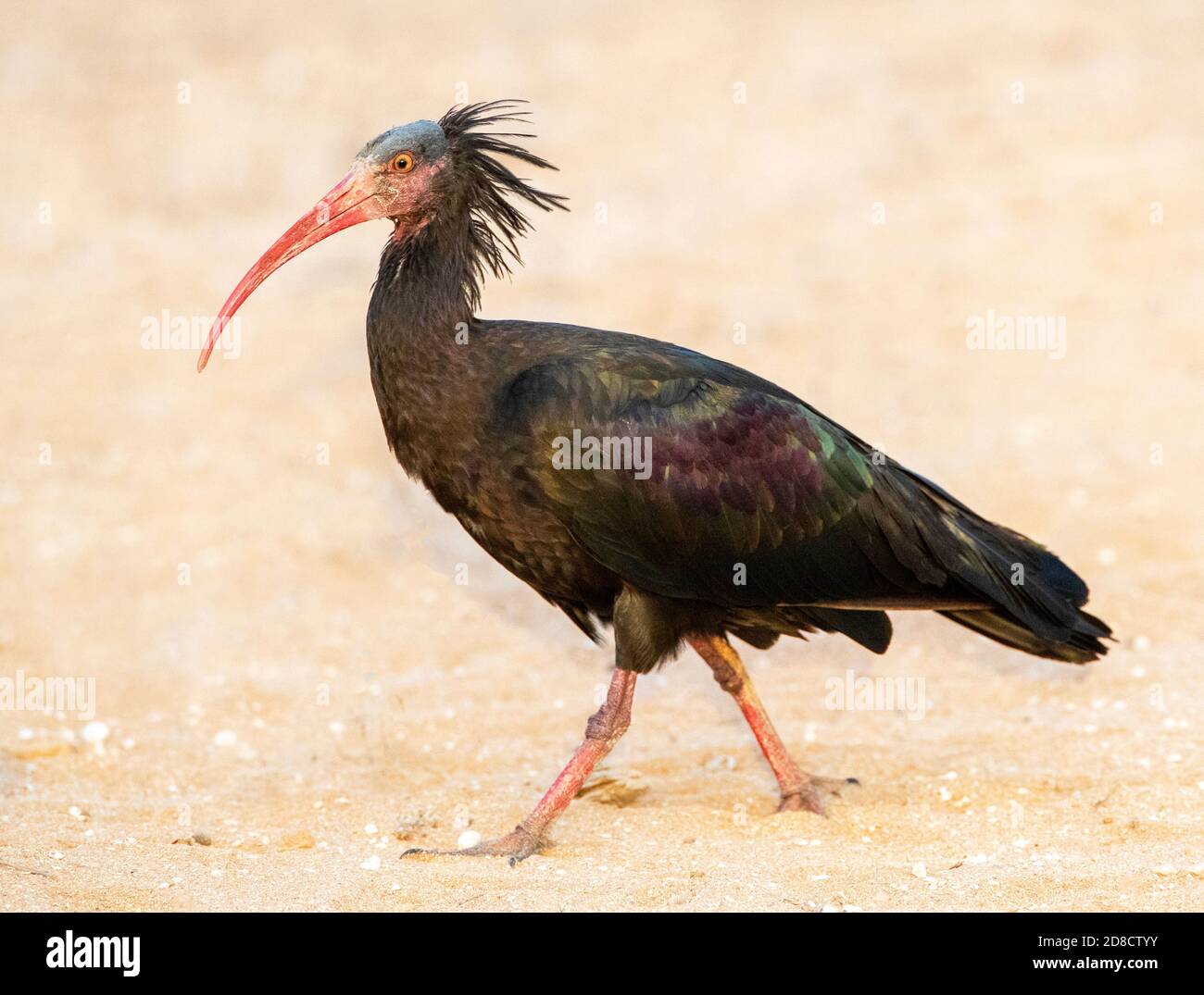 Hermit ibis, Nothern Bald Ibis (Geronticus eremita), walking on the sandy beach, side view, Morocco, Timri Stock Photo