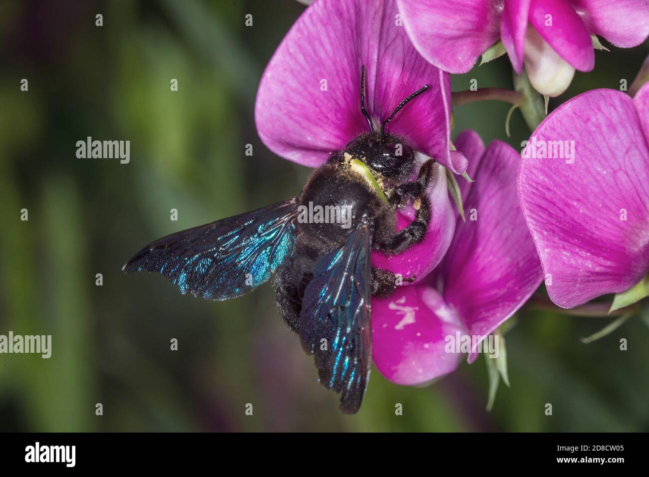 Violet carpenter bee (Xylocopa violacea), on a Fabaceae flower, Germany Stock Photo