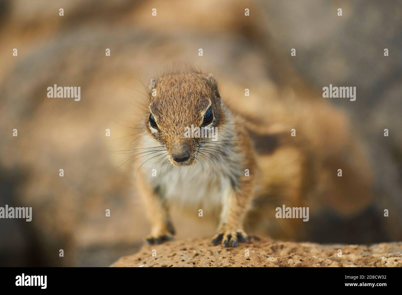 barbary ground squirrel, North African ground squirrel (Atlantoxerus getulus), portrait, front view, Canary Islands, Fuerteventura Stock Photo