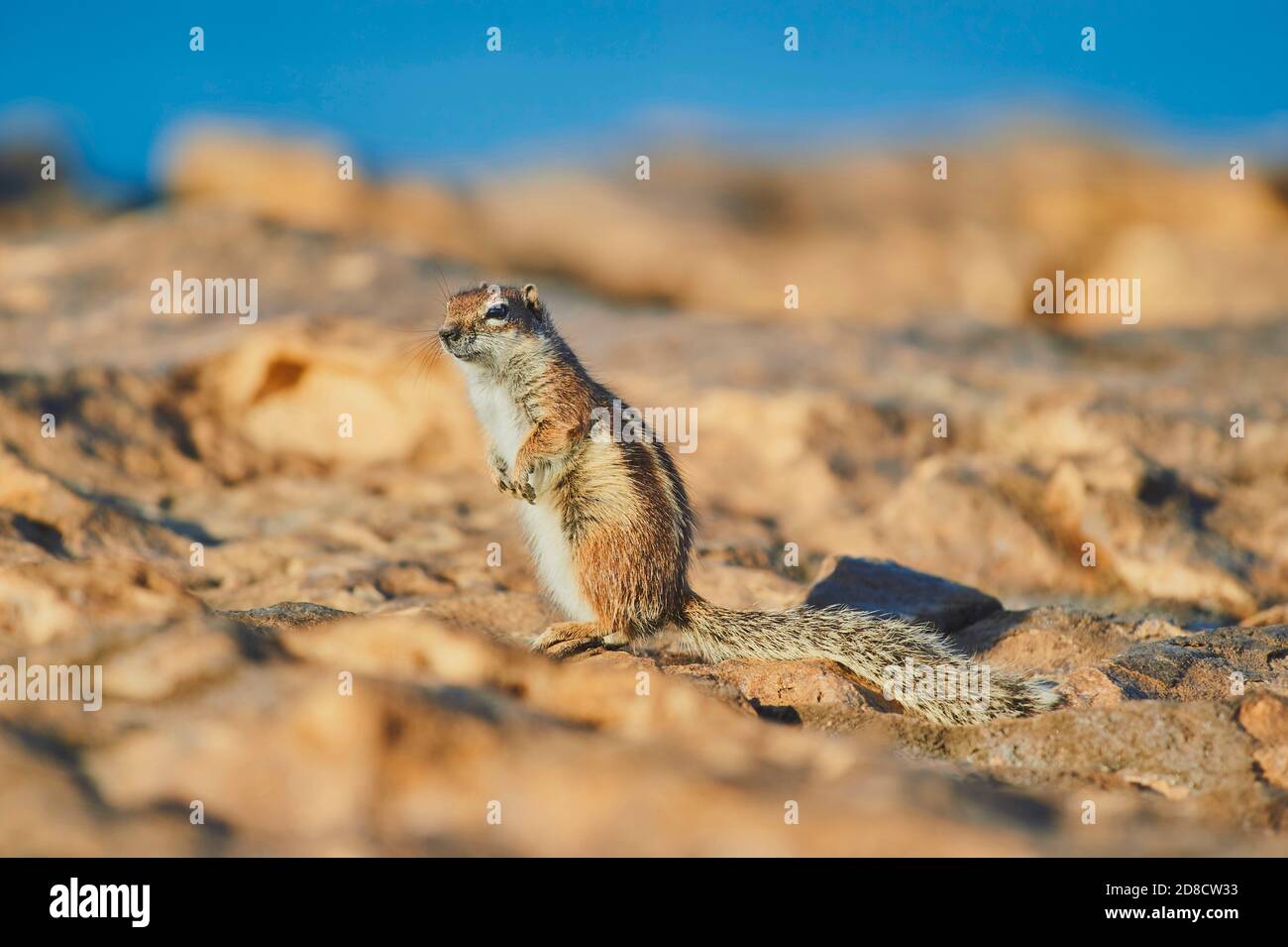 barbary ground squirrel, North African ground squirrel (Atlantoxerus getulus), sitting erect on a rocky beach, Canary Islands, Fuerteventura Stock Photo