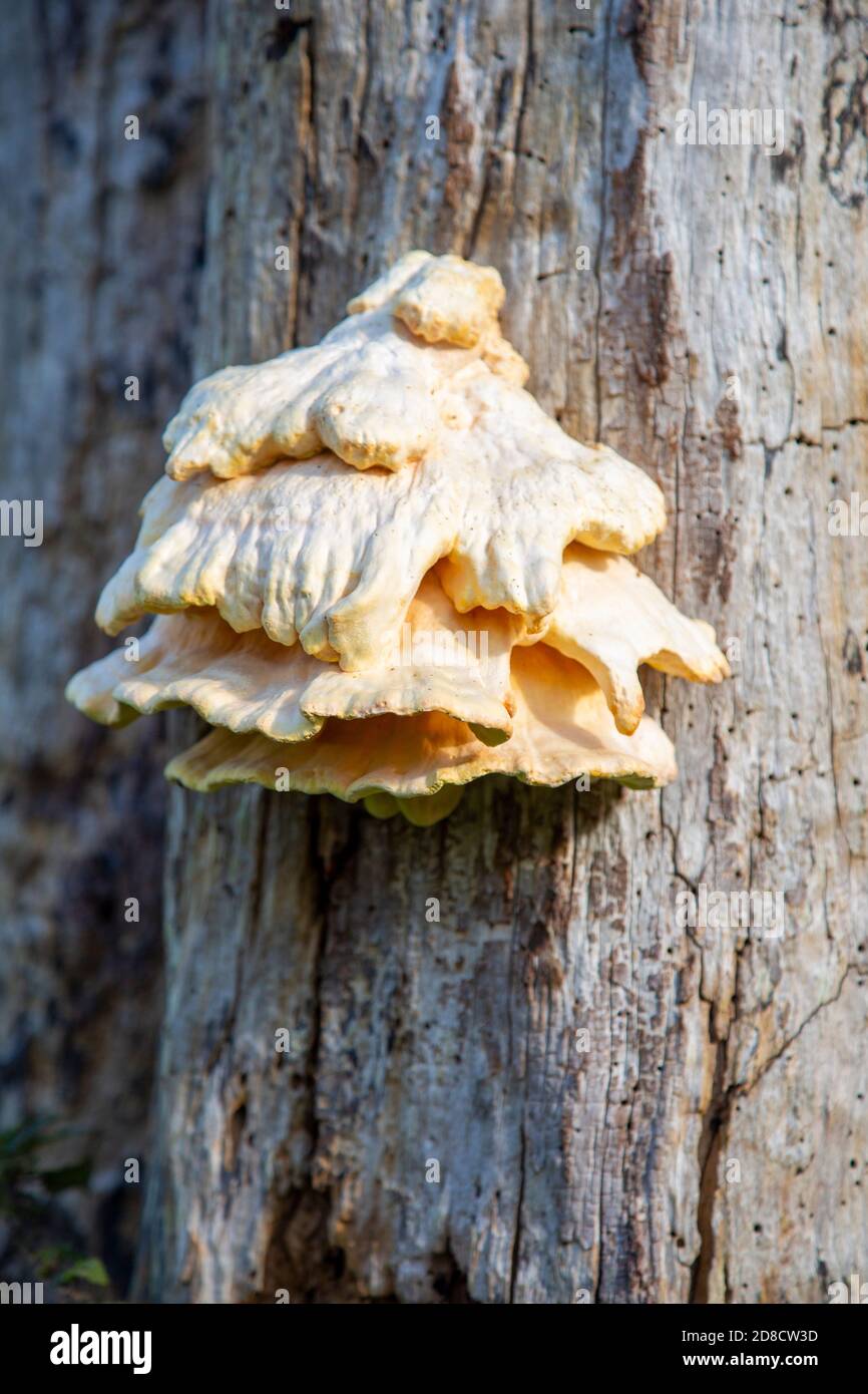 Chicken in the Woods fungus, Laetiporus sulphureus, growing on dead ...