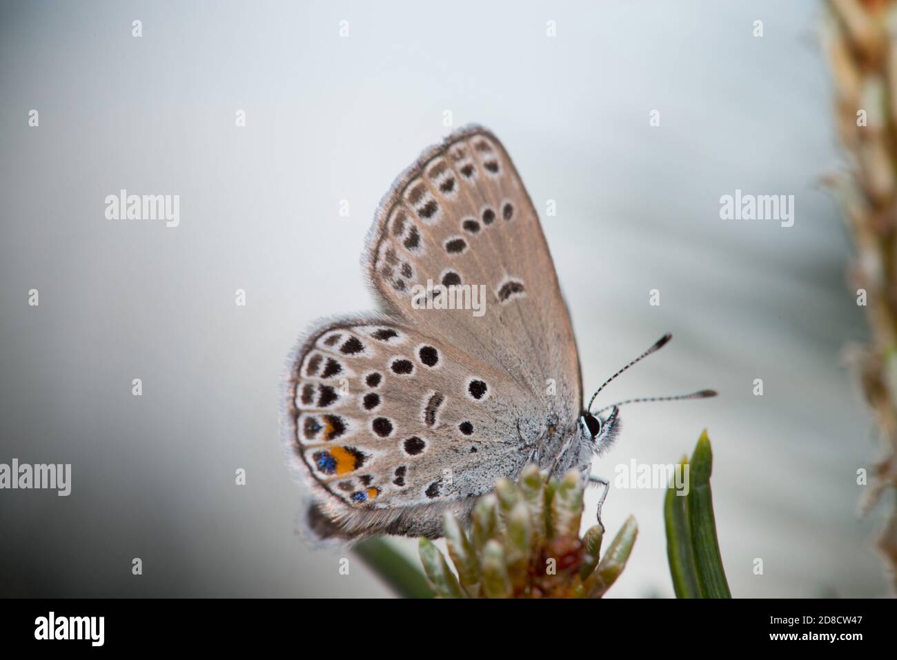 Cranberry Blue (Plebejus optilete, Plebeius optilete), sitting at spruce, side view, Germany Stock Photo