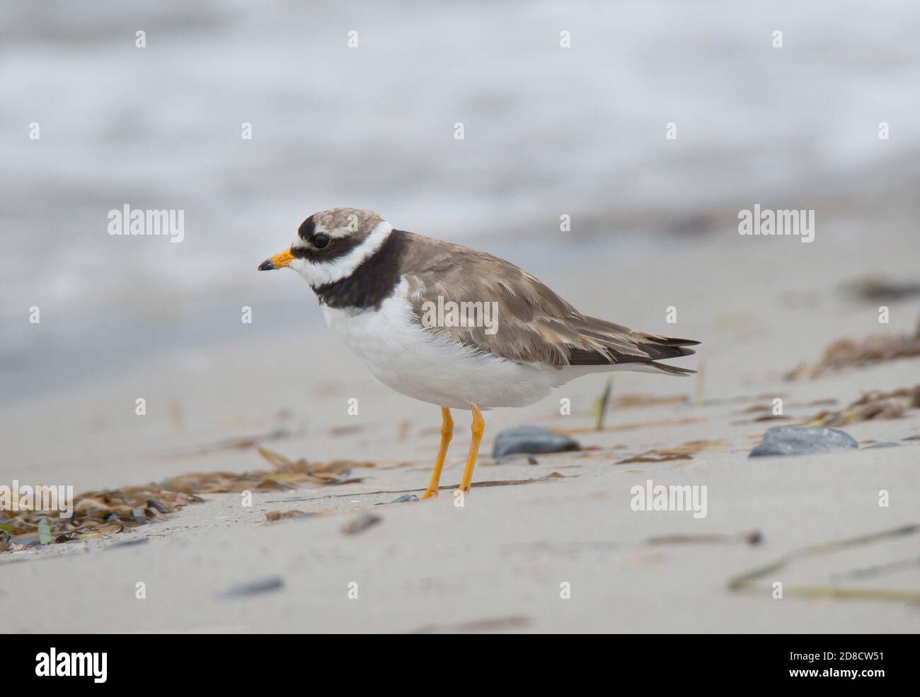 ringed plover (Charadrius hiaticula), perching on the beach, side view, Germany Stock Photo