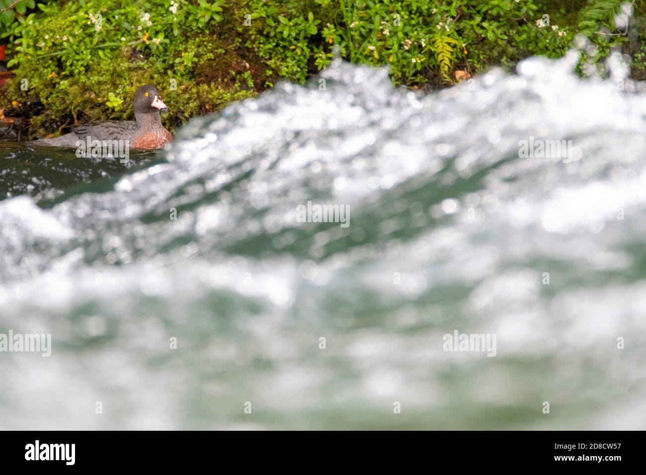 Blue duck, Whio (Hymenolaimus malacorhynchos), male swimming in rapids, New Zealand, Northern Island, Turangi Stock Photo