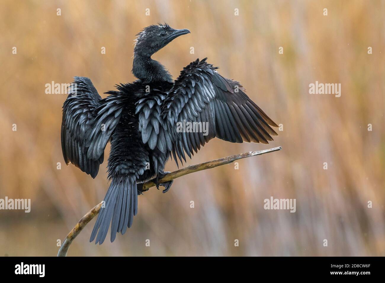 pygmy cormorant (Phalacrocorax pygmeus, Microcarbo pygmaeus), sitting on a branch above a local rural lake, drying its wings, Italy, Piana fiorentina Stock Photo