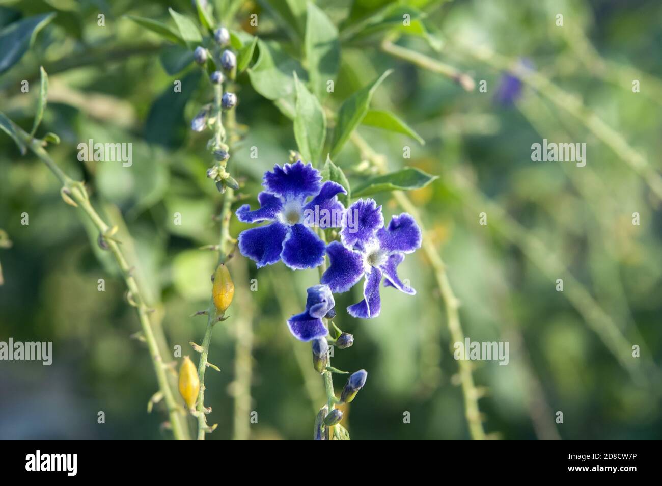 Little blue flower on a green background. Kleine blaue Blume auf einem grünen Hintergrund. Pequeña flor azul sobre un fondo verde. Stock Photo