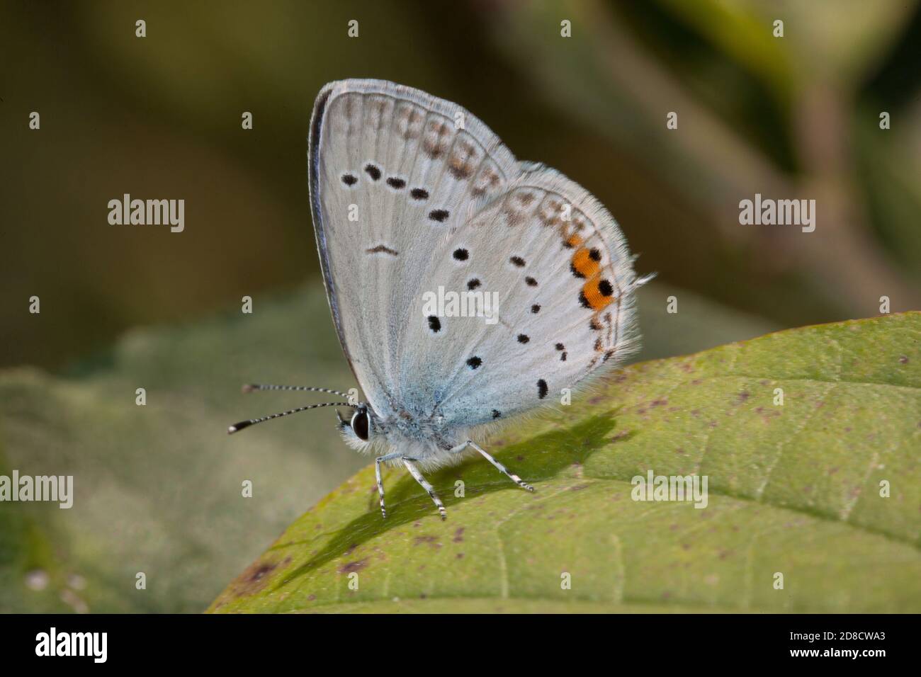Ahort-tailed blue, Tailed Cupid (Cupido argiades), sits on a leaf, Germany Stock Photo