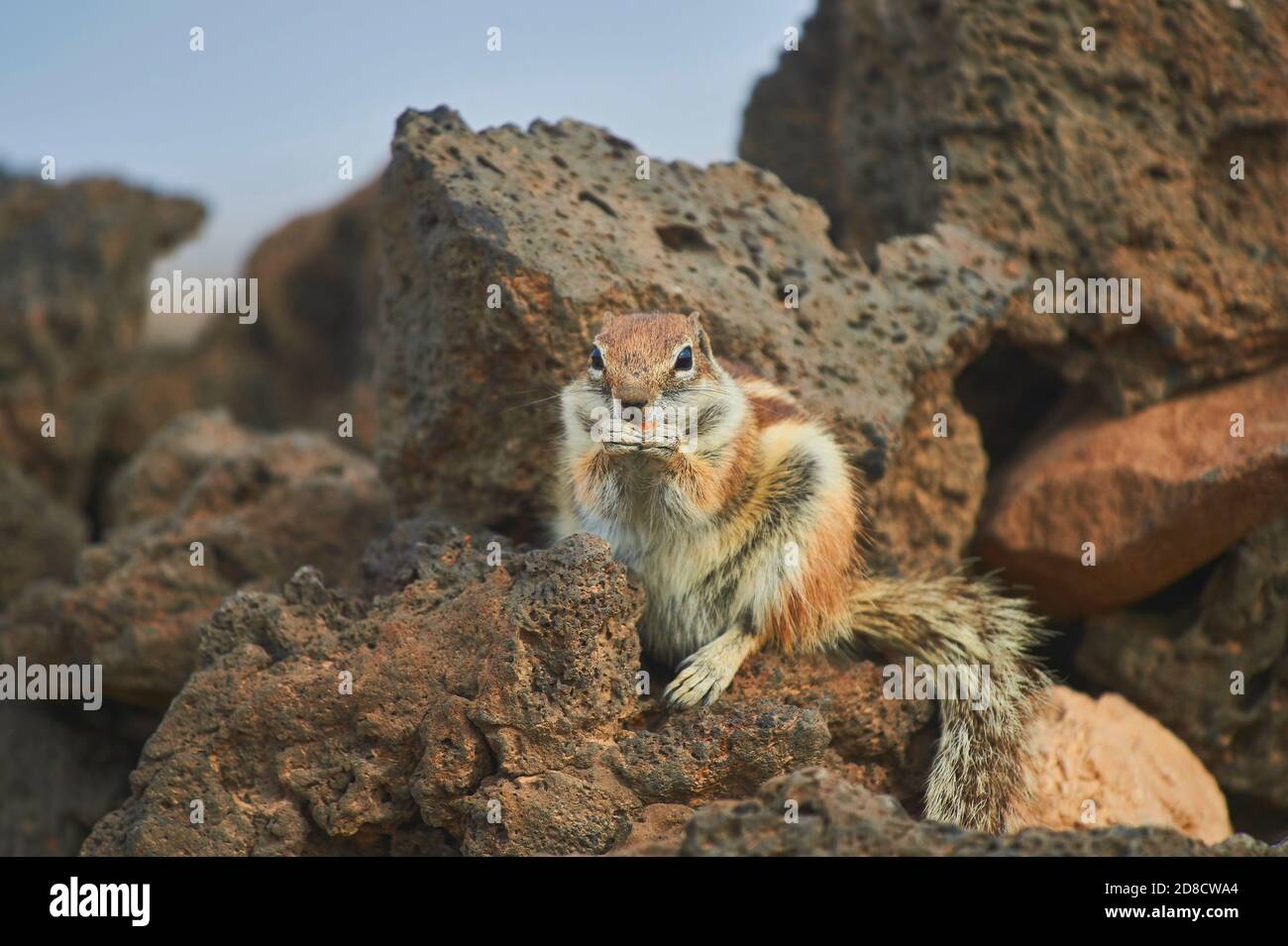barbary ground squirrel, North African ground squirrel (Atlantoxerus getulus), sits eating on a lava stone, front view, Canary Islands, Fuerteventura Stock Photo