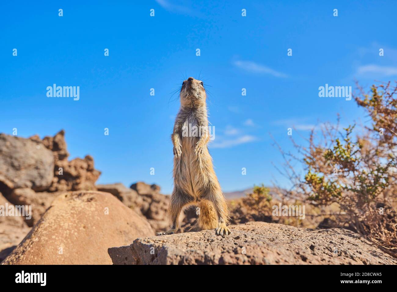 barbary ground squirrel, North African ground squirrel (Atlantoxerus getulus), standing erect on a lava stone, front view, Canary Islands, Stock Photo