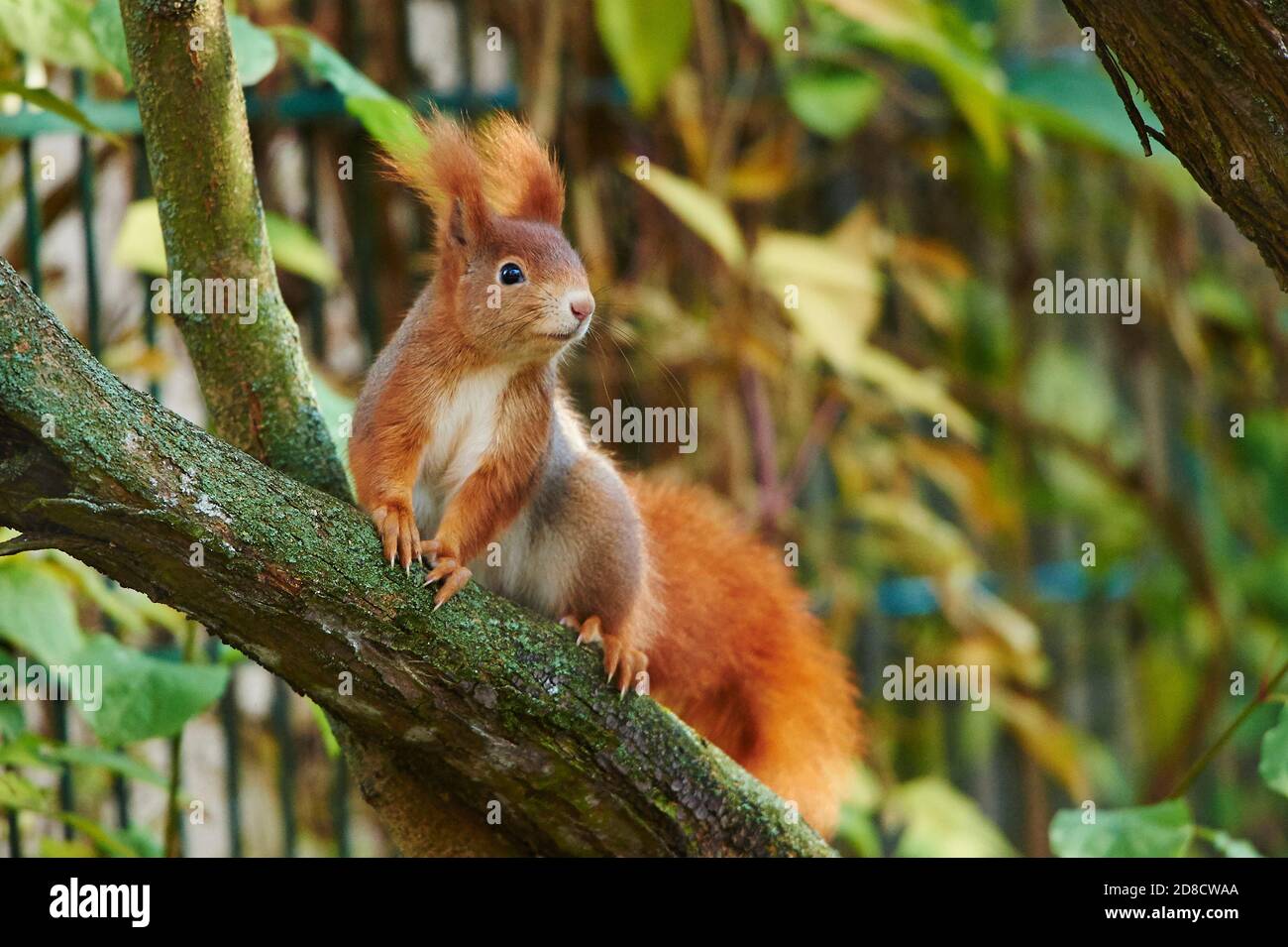 European red squirrel, Eurasian red squirrel (Sciurus vulgaris), climbing on a branch, Germany, Bavaria Stock Photo