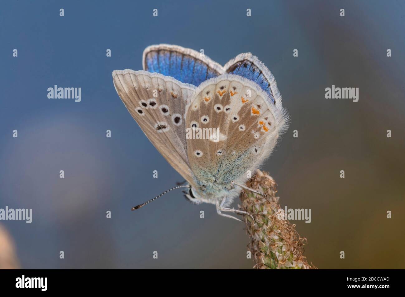 turquoise blue (Plebicula dorylas, Polyommatus dorylas), sits on withered inflorescence, Germany Stock Photo