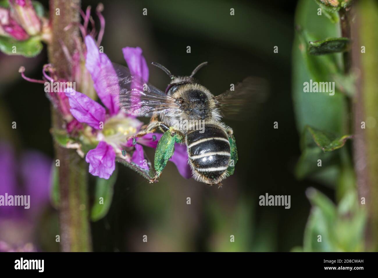 Melitta bee (Melitta nigricans), on purple loosestrife, Lythrum salicaria, Germany Stock Photo