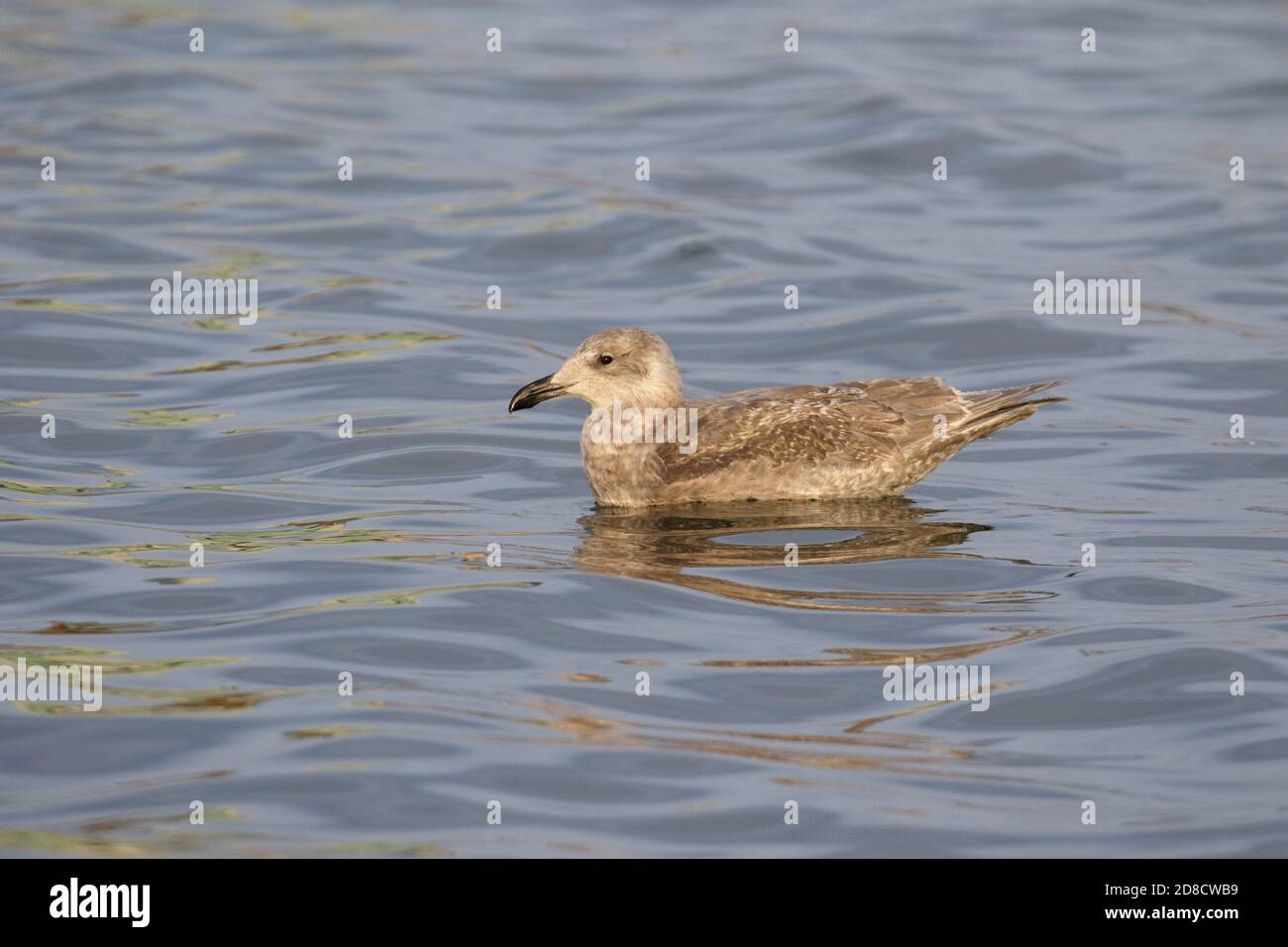 glaucous-winged gull (Larus glaucescens), Immature swimming on the water, Japan, Kushiro Stock Photo