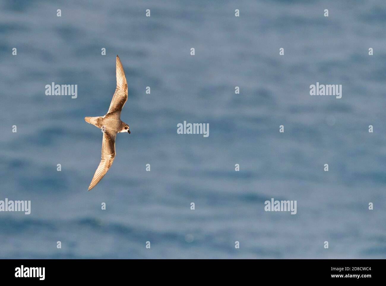 Peale's petrel, Mottled Petrel (Pterodroma inexpectata), flying over the southern pacific ocean, showing under wing pattern, New Zealand, The Snares Stock Photo