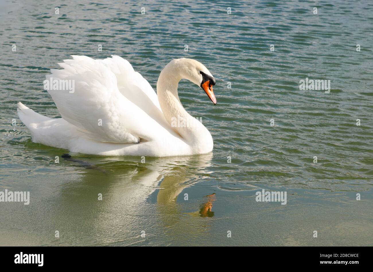 beautiful swan swimming in the pond Stock Photo - Alamy