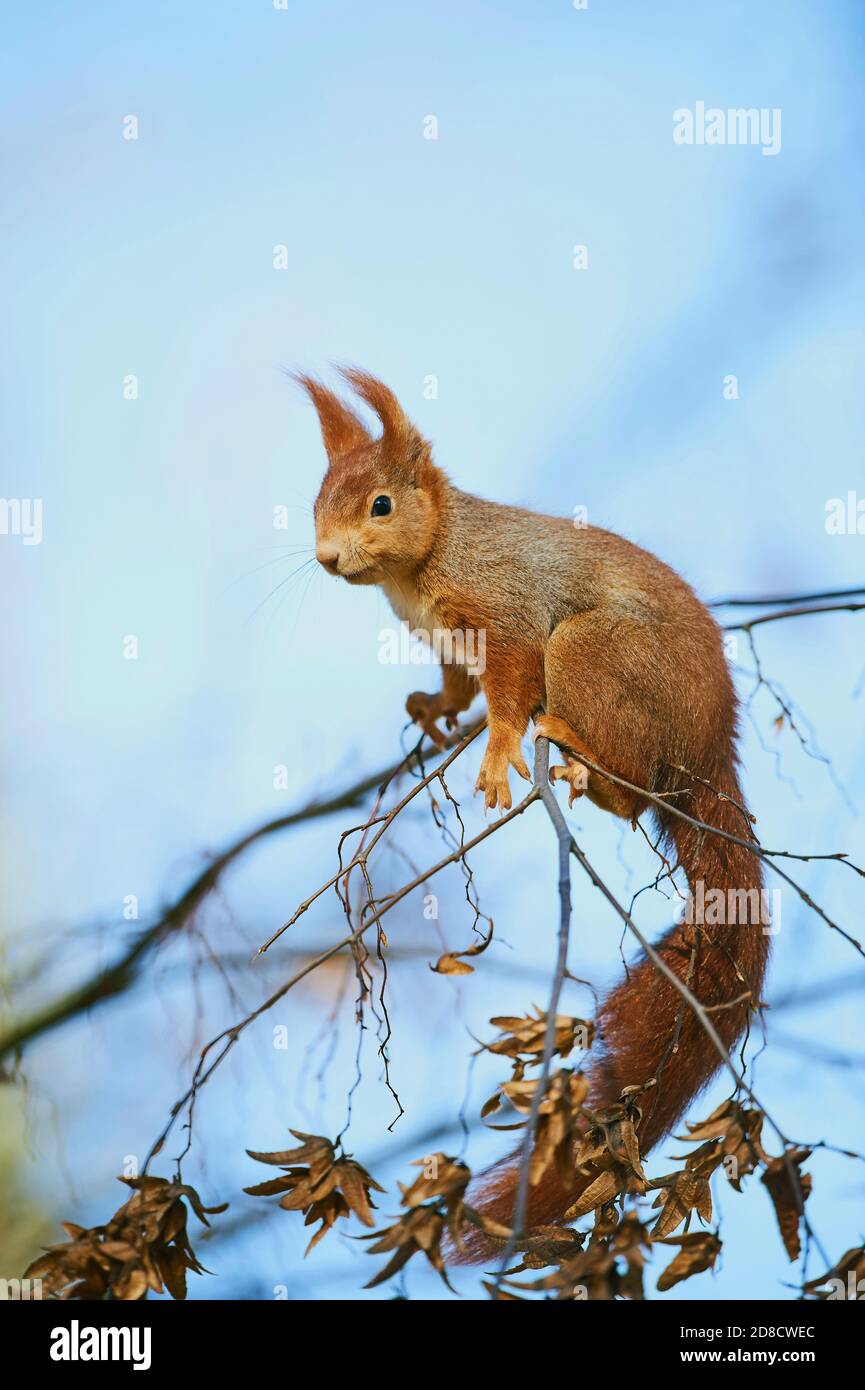 European red squirrel, Eurasian red squirrel (Sciurus vulgaris), sitting on a branch in winter, side view, Germany, Bavaria Stock Photo