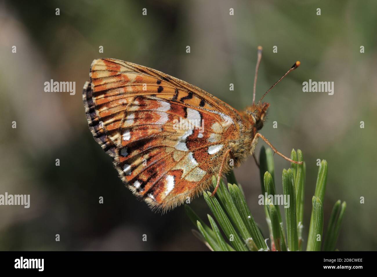 cranberry fritillary (Boloria aquilonaris), resting at a spruce, side view, Germany Stock Photo