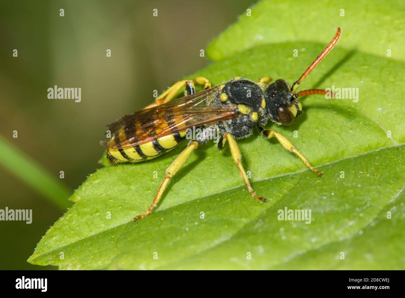 yellow-legged nomad-bee (Nomada succincta), sitting on a leaf, side view, Germany Stock Photo