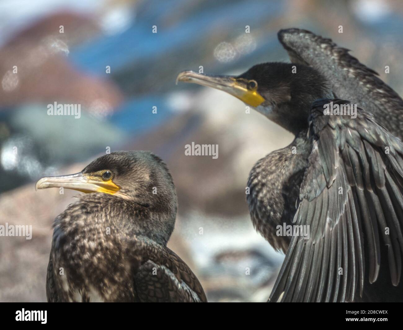 great cormorant (Phalacrocorax carbo), two great cormorants, side view, detail, Germany, Mecklenburg-Western Pomerania, Ruegen, NSG Nordwestufer Stock Photo