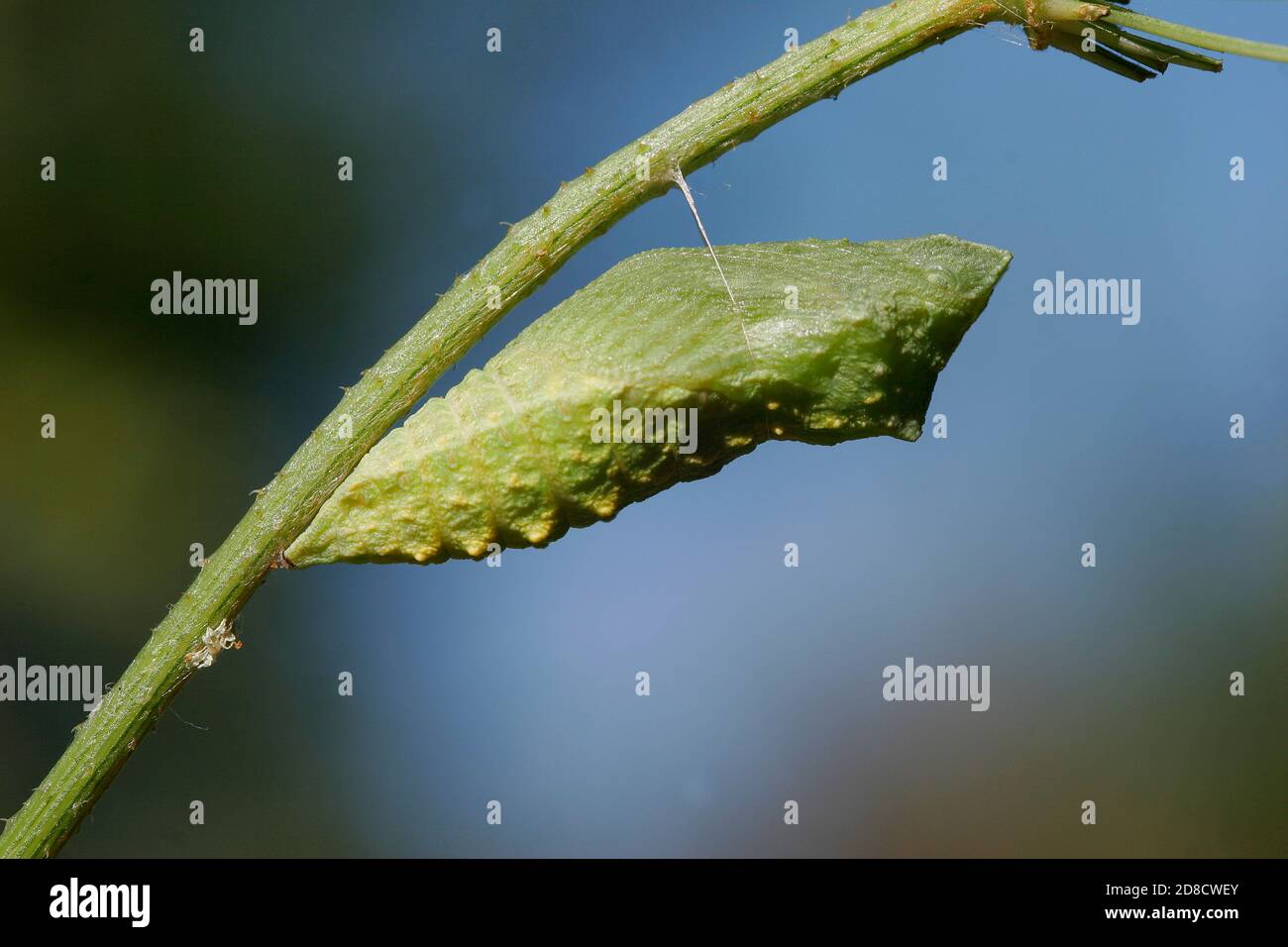 swallowtail (Papilio machaon), girdled pupa at a stipe, side view, Germany Stock Photo