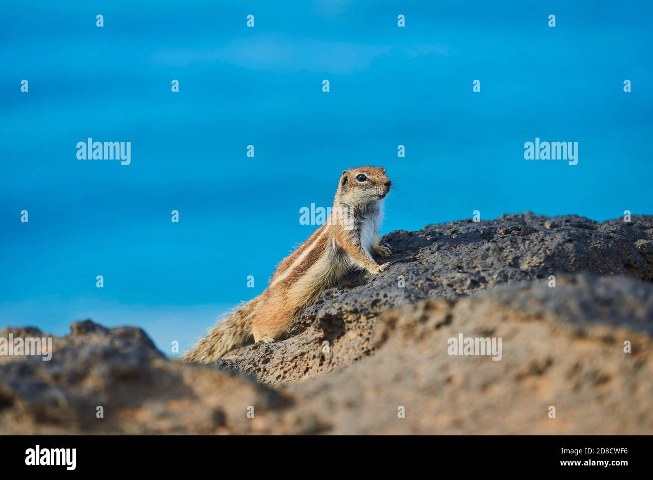 barbary ground squirrel, North African ground squirrel (Atlantoxerus getulus), staying on a lava stone, side view, Canary Islands, Fuerteventura Stock Photo