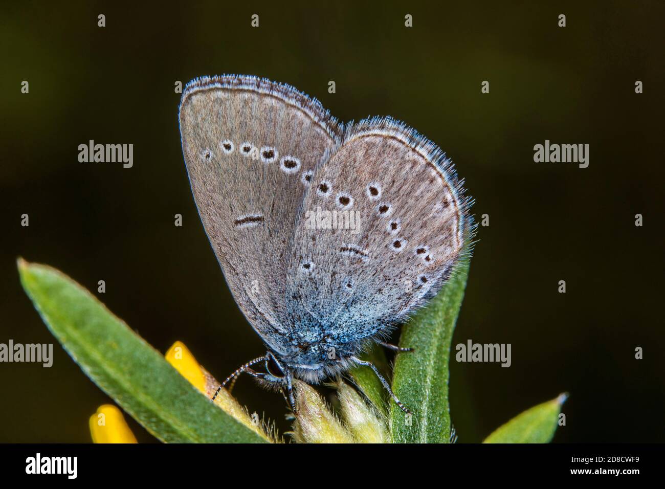 small blue (Cupido minimus), sits on a leaf, Germany Stock Photo