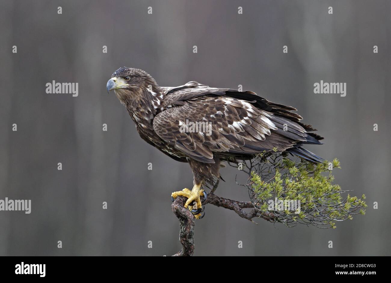 white-tailed sea eagle (Haliaeetus 