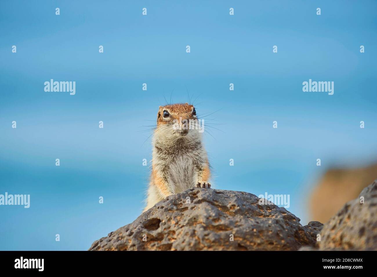 barbary ground squirrel, North African ground squirrel (Atlantoxerus getulus), sitting on a volcanic rock, front view, Canary Islands, Fuerteventura Stock Photo