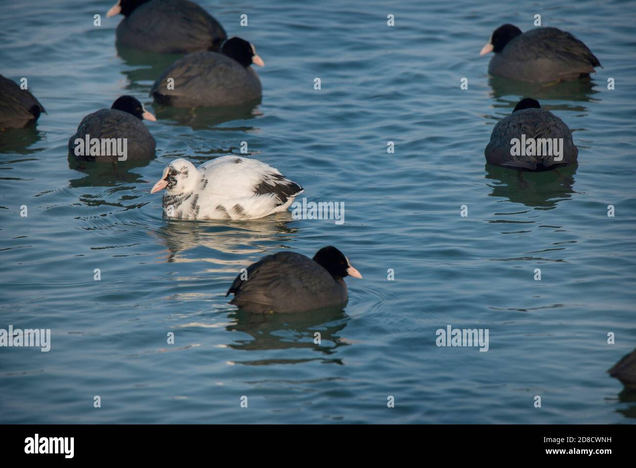 black coot (Fulica atra), leucistic black coot swimming amid other black coots, side view, Germany, Bavaria, Vogelfreistaette Mittlere Isarstauseen Stock Photo