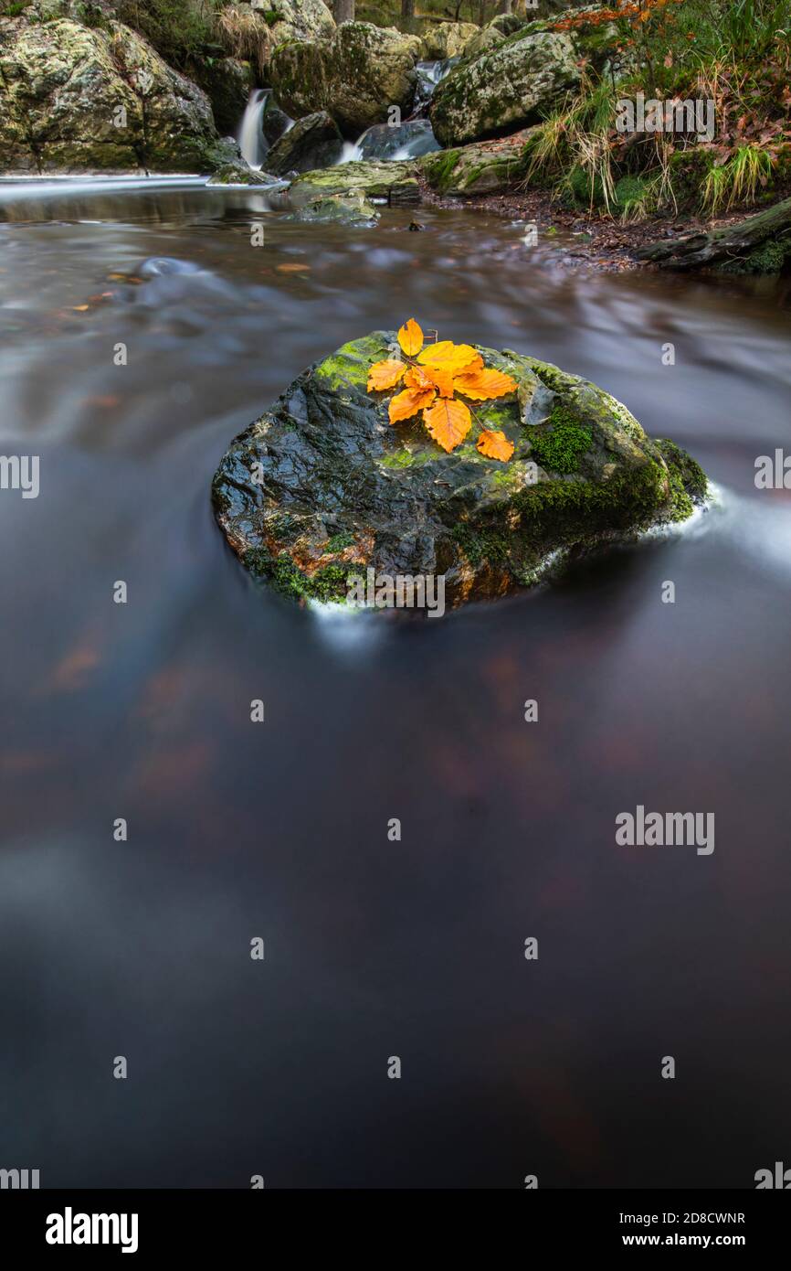 autumn leaves on a rock in the river Hogne in the high fens, Belgium, Wallonie, Ardennes, Hockai Stock Photo