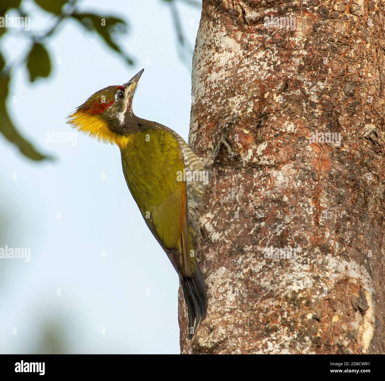 lesser yellow-naped woodpecker (Picus chlorolophus), adult clinging to the bark of a tropical tree, India Stock Photo