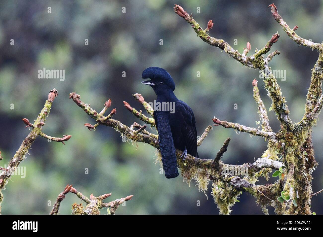 Umbrella Bird Flying
