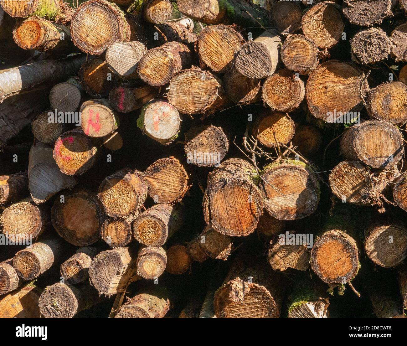 A stack of logs on a forestry tree felling site Stock Photo