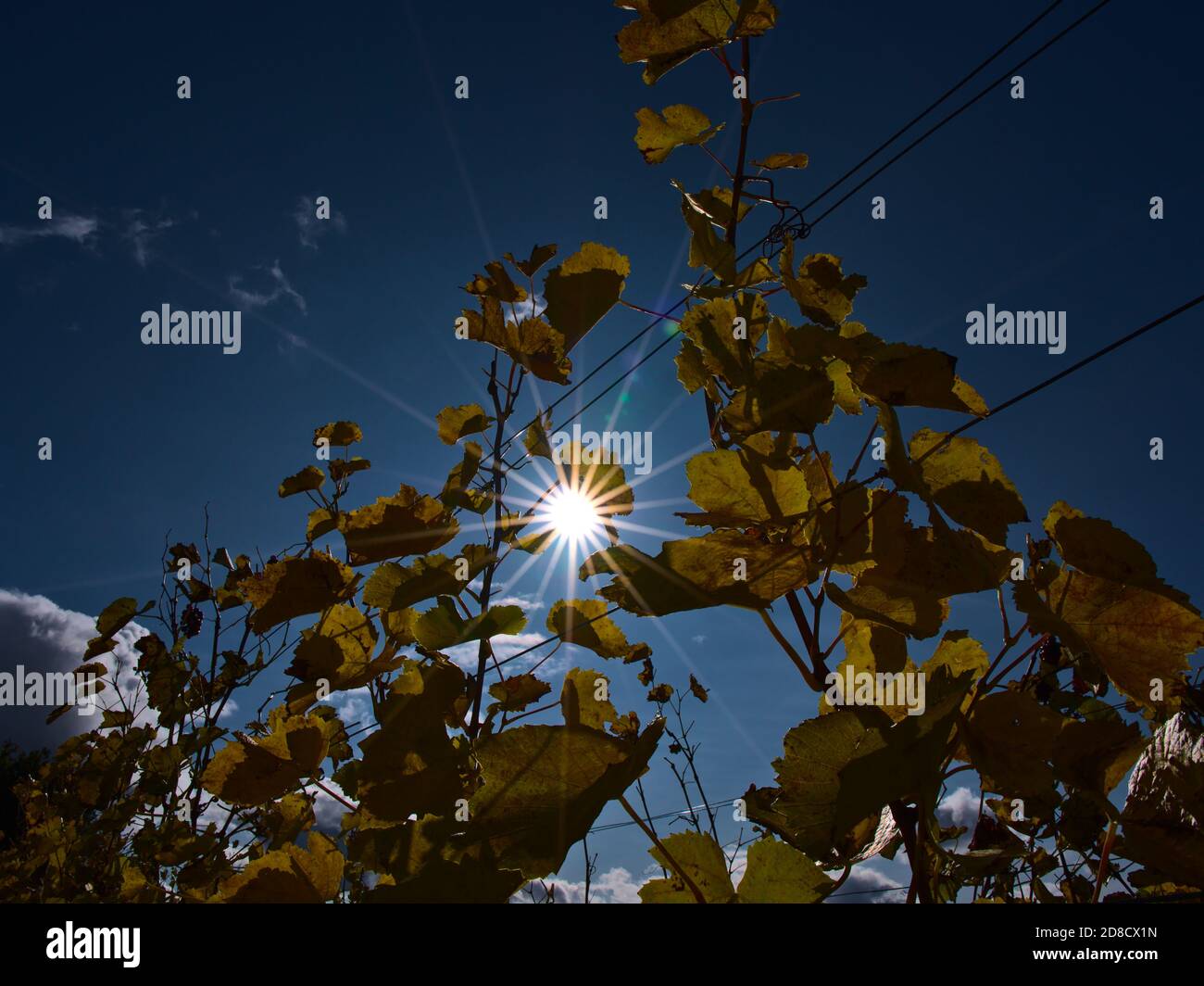 Autumn sun with impressive aperture star shining through fading yellow