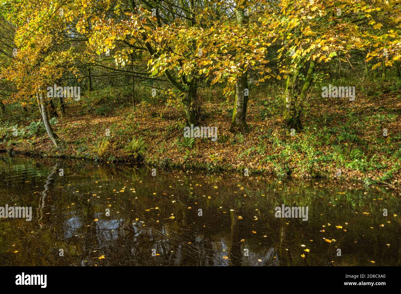 Autumn colours Huddersfield Narrow Canal Uppermill to Dobcross section, Saddleworth, Oldham, England, UK Stock Photo